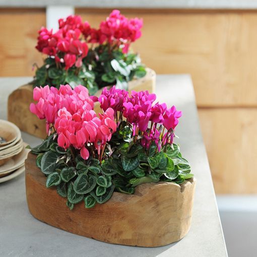 Tendencias Tendencias