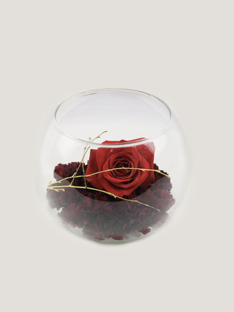 Sofis rose