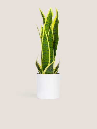Planta Sanseviera sobremesa